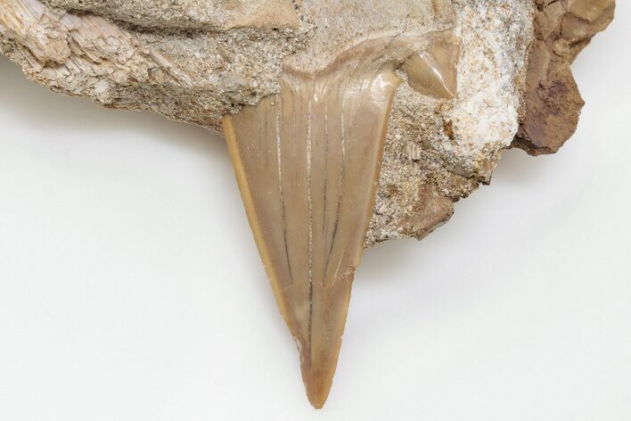 Otodus Shark Tooth Fossil in Rock - Eocene #201172